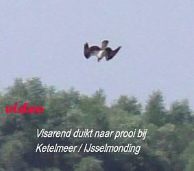 visarend duikt naar prooi Ketelmeer-IJsselmonding nabij Jan Nap uitkijktoren