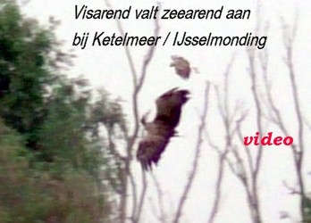 visarend valt zeearend aan Ketelmeer-IJsselmonding nabij Jan Nap uitkijktoren